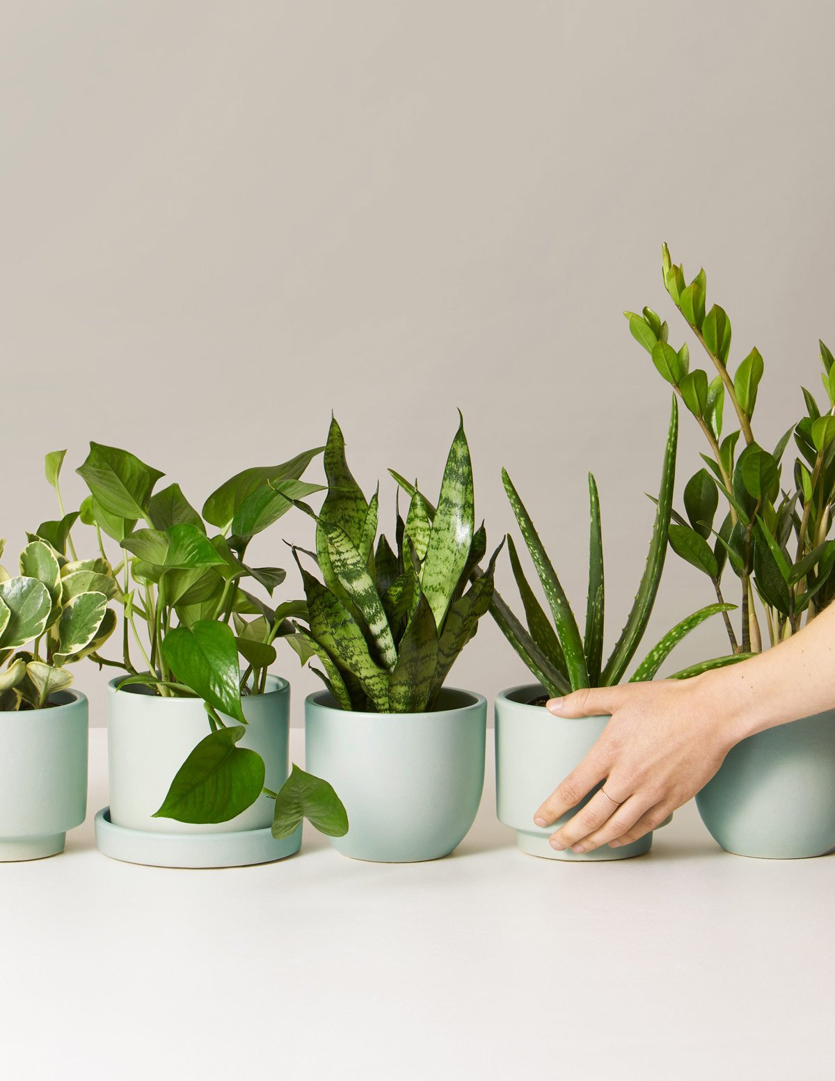 10+ How To Keep Plants Alive 5 easy ways to keep your plants alive - BUas HUB