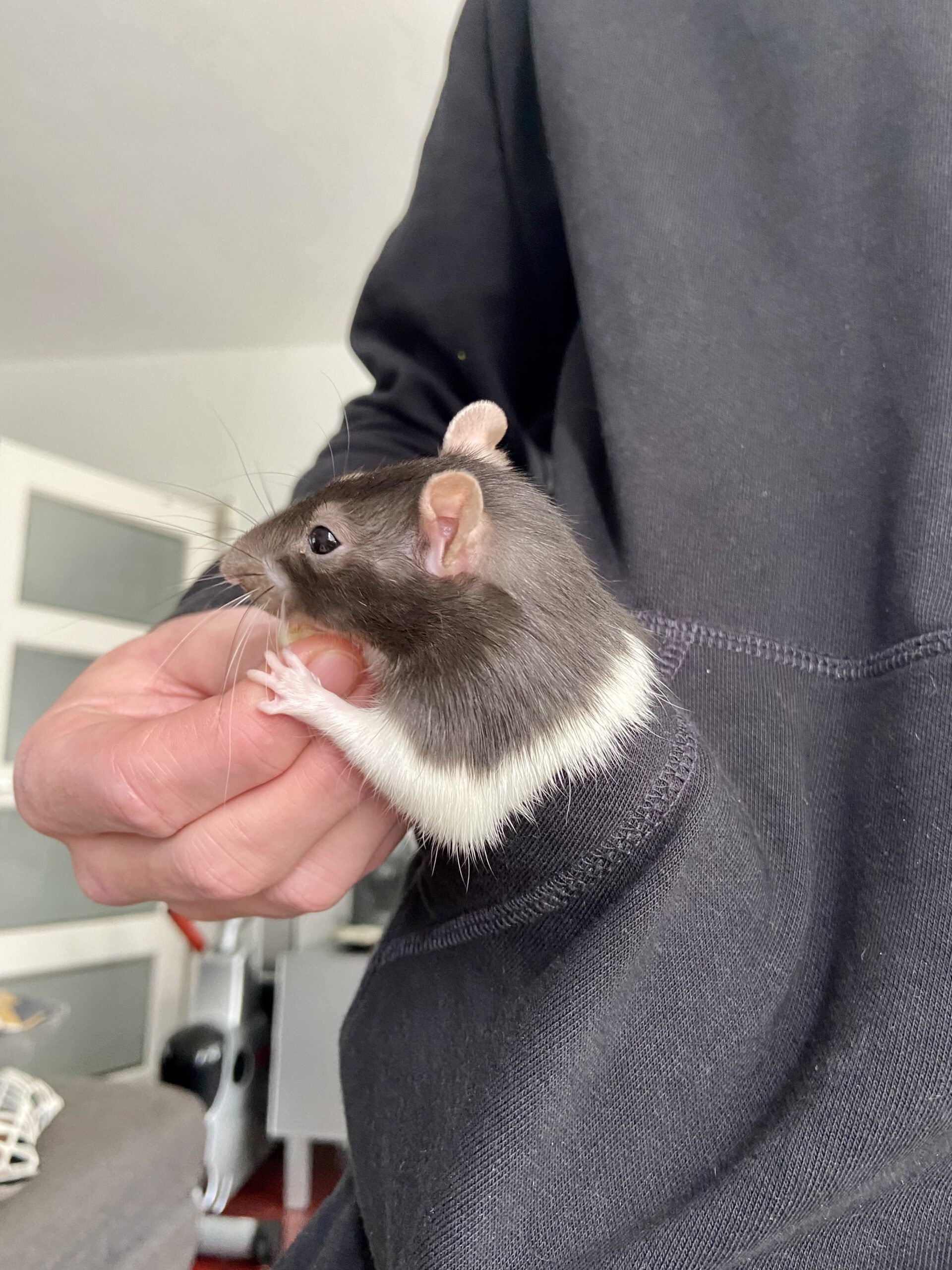 Rats are the best student pets BUas HUB